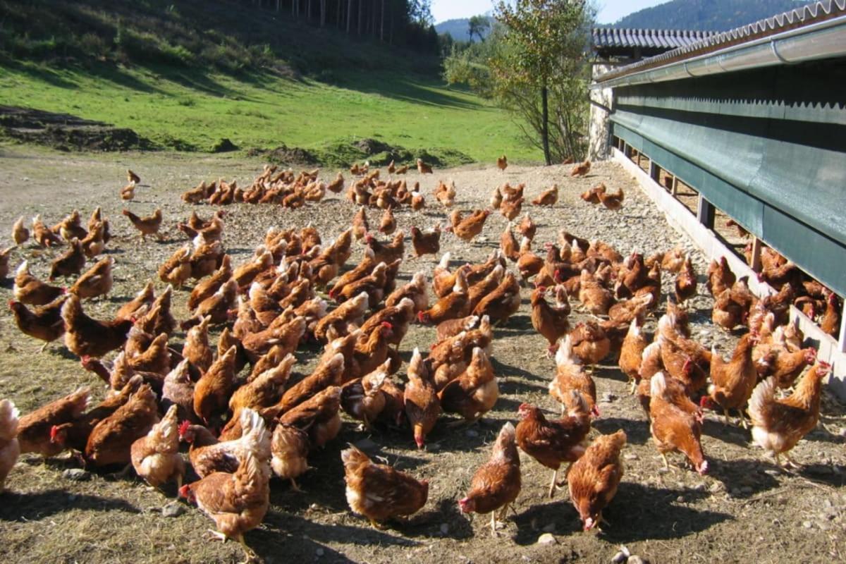 Huette Zum Verlieben Gurk Dış mekan fotoğraf
